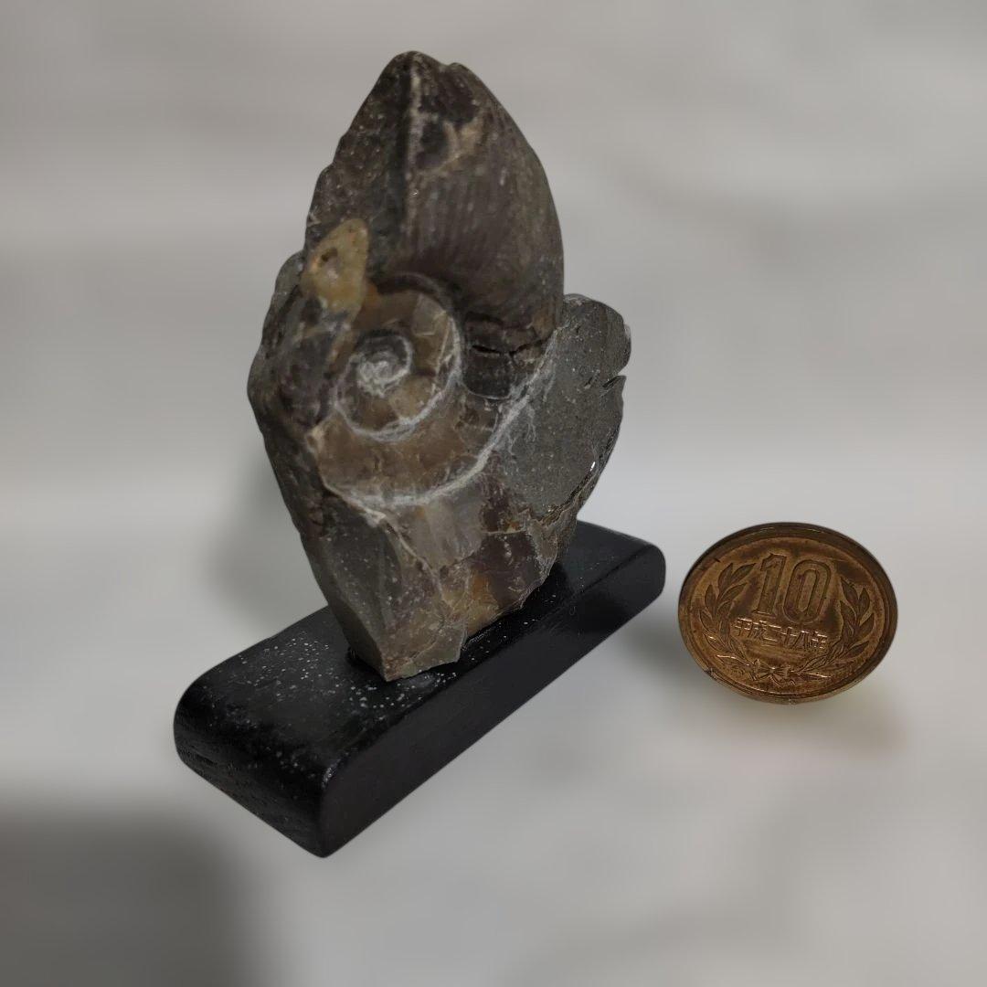 北海道のアンモナイト化石で作ったアクセサリー５点＋（おまけ）化石の原石