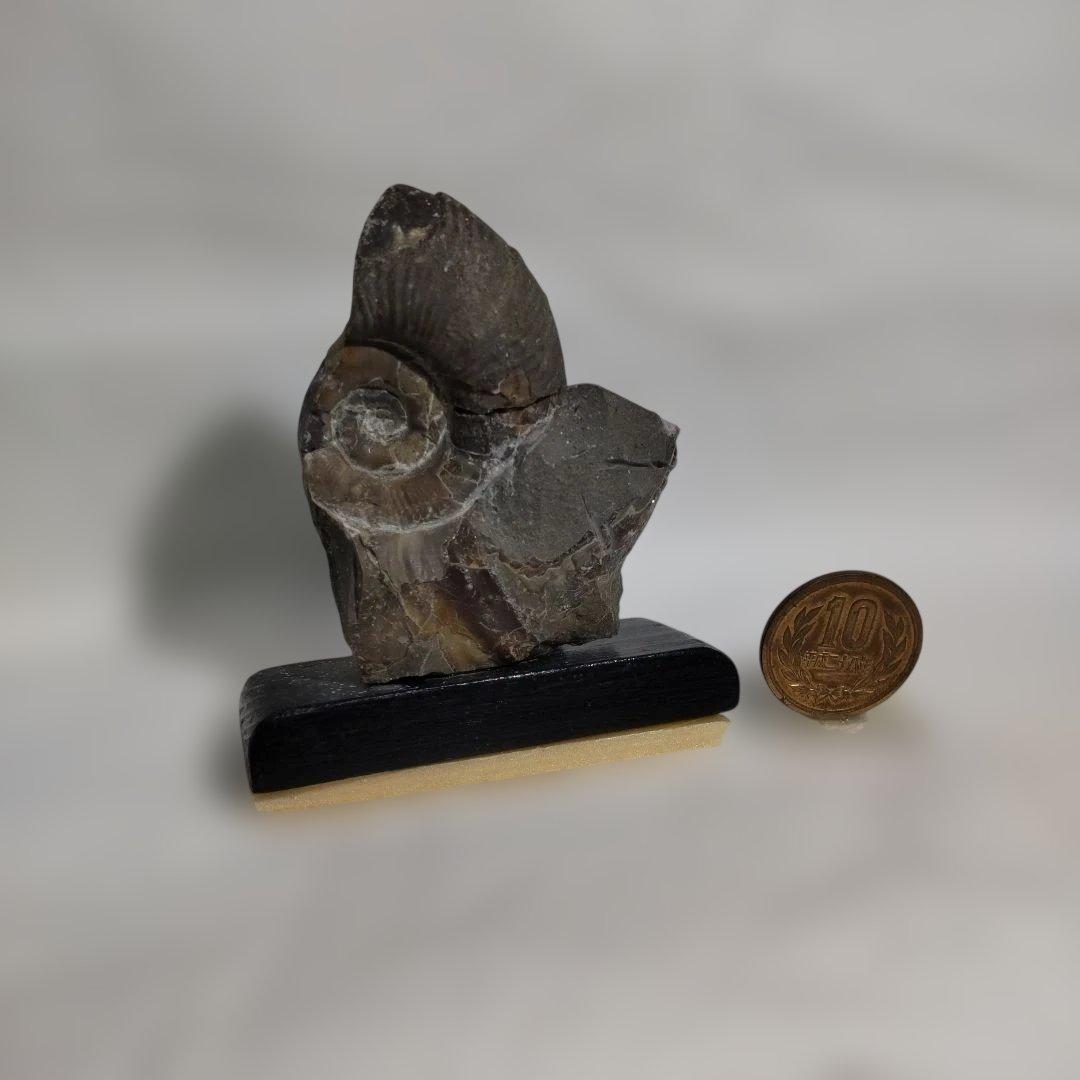 北海道のアンモナイト化石で作ったアクセサリー５点＋（おまけ）化石の原石