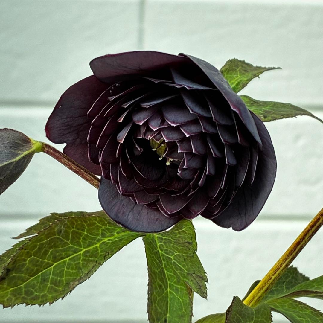 あ*号様 3573☘️蕾花付き☘️希少☘️極上☘️親株☘️⭐️黒⭐️多弁⭐️整形