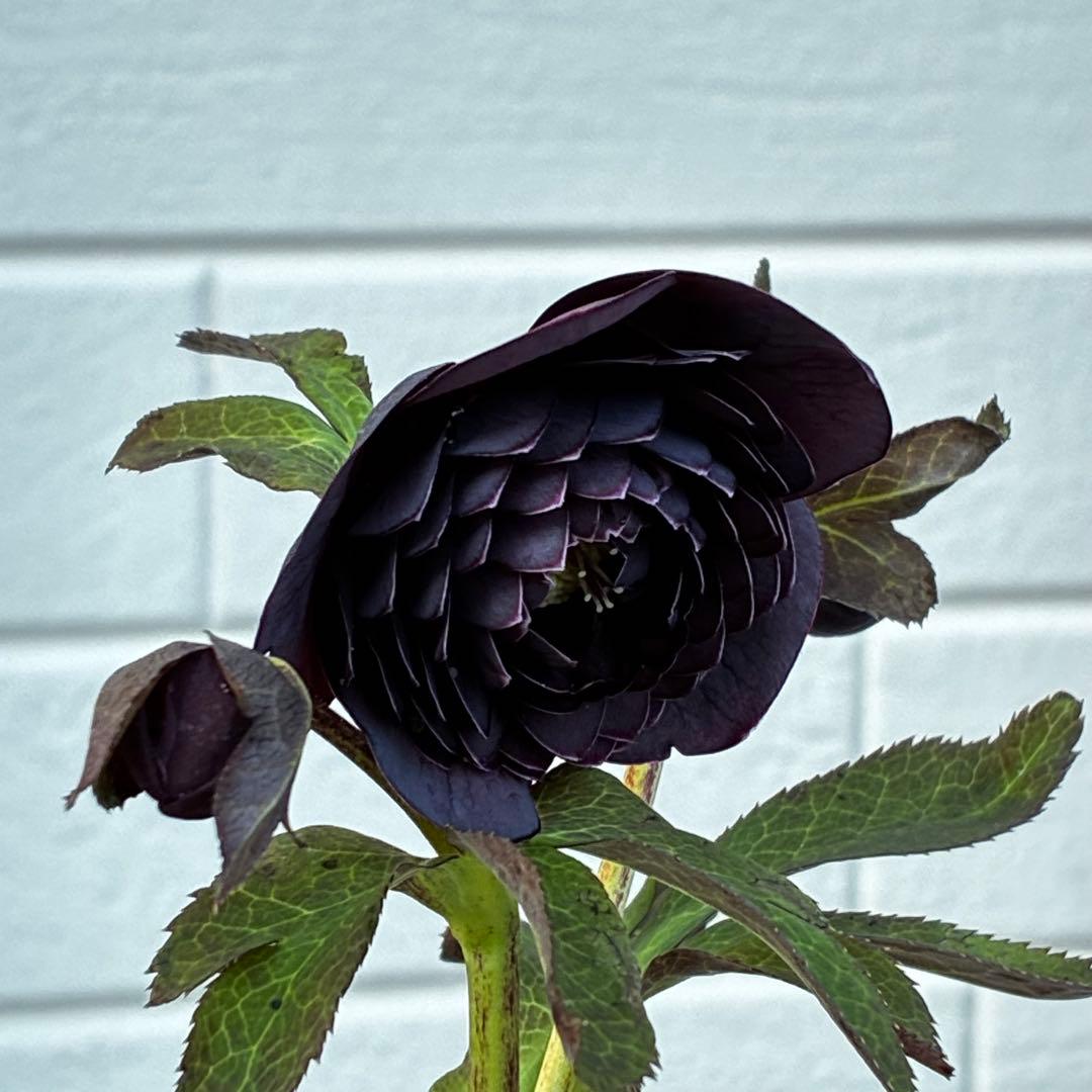あ*号様 3573☘️蕾花付き☘️希少☘️極上☘️親株☘️⭐️黒⭐️多弁⭐️整形