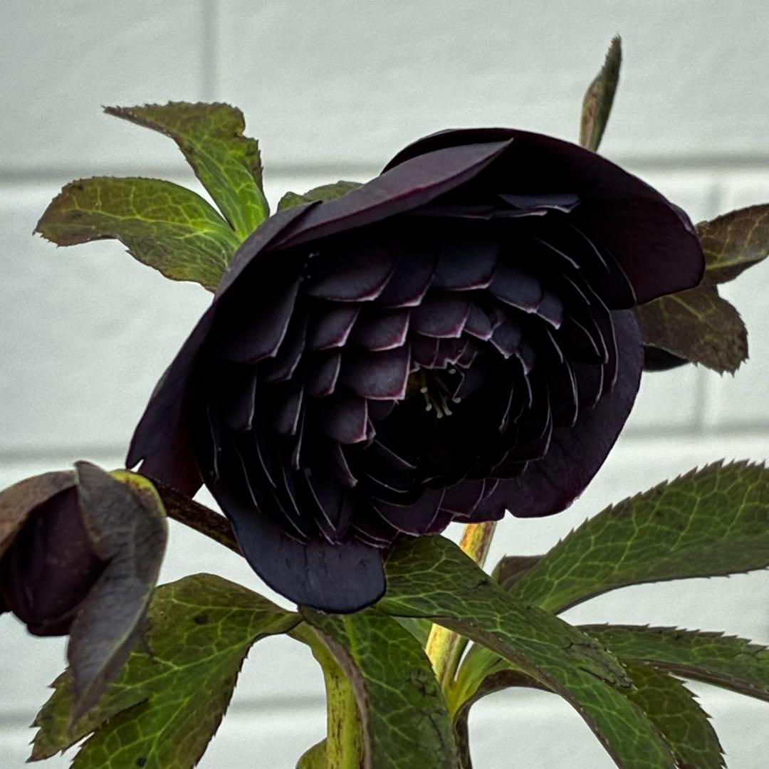 あ*号様 3573☘️蕾花付き☘️希少☘️極上☘️親株☘️⭐️黒⭐️多弁⭐️整形