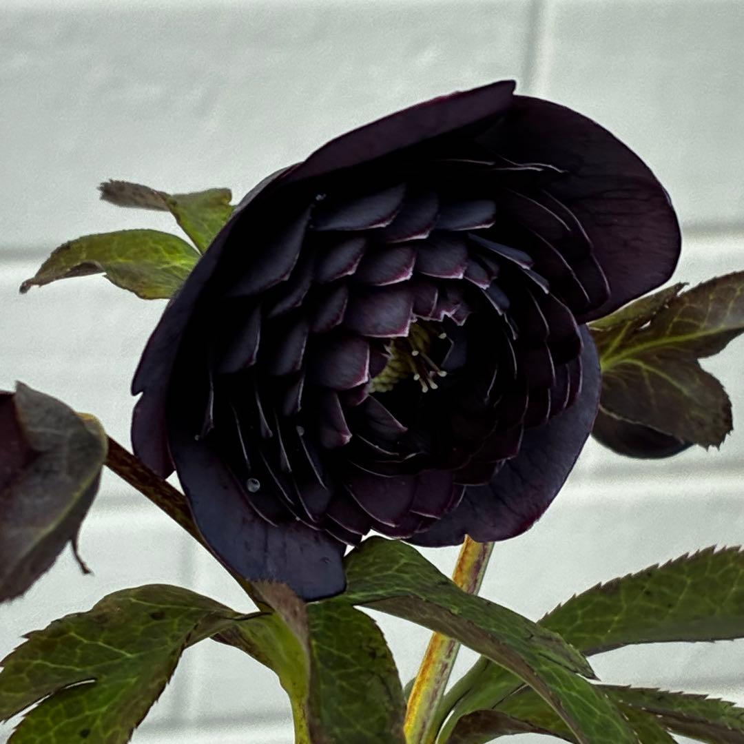 あ*号様 3573☘️蕾花付き☘️希少☘️極上☘️親株☘️⭐️黒⭐️多弁⭐️整形