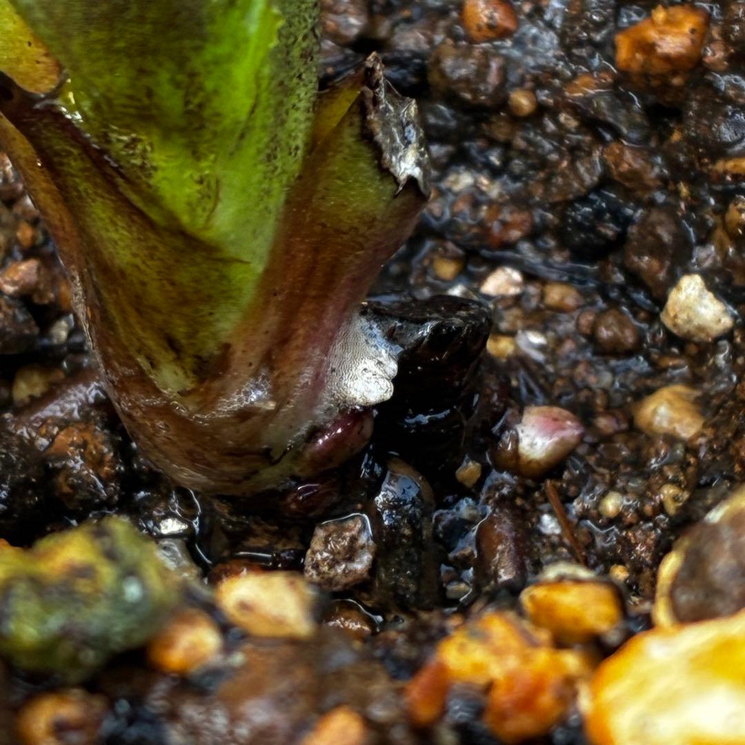 あ*号様 3573☘️蕾花付き☘️希少☘️極上☘️親株☘️⭐️黒⭐️多弁⭐️整形