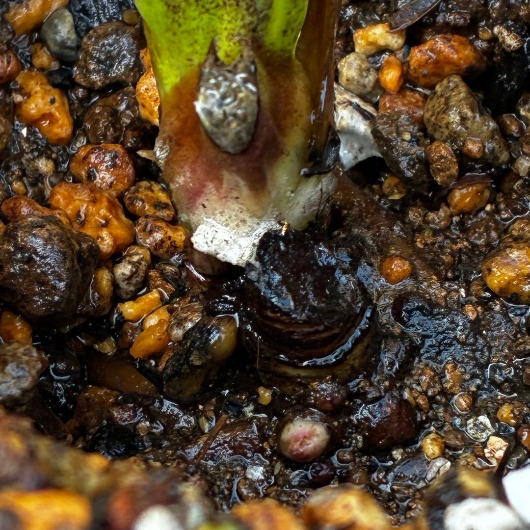 あ*号様 3573☘️蕾花付き☘️希少☘️極上☘️親株☘️⭐️黒⭐️多弁⭐️整形