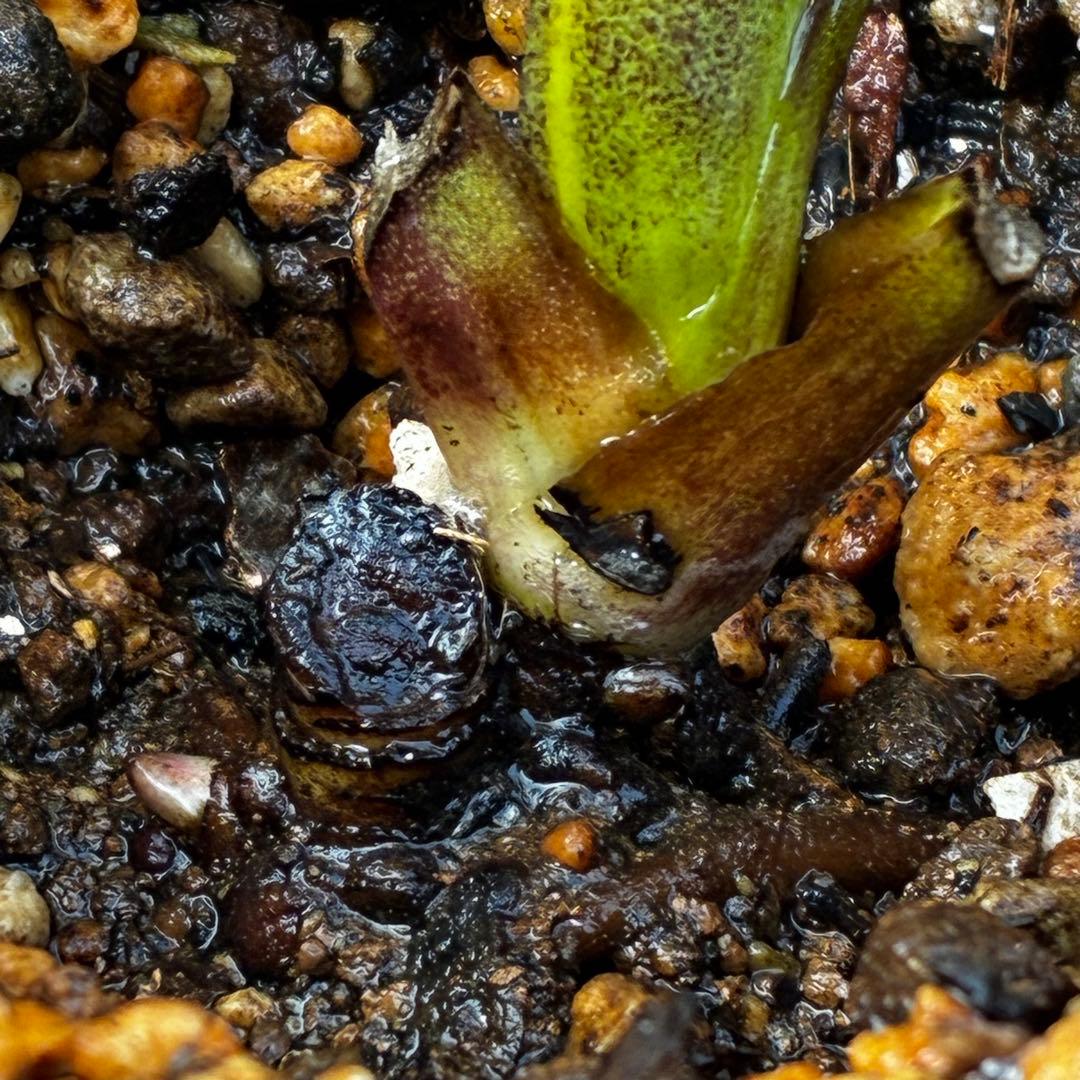 あ*号様 3573☘️蕾花付き☘️希少☘️極上☘️親株☘️⭐️黒⭐️多弁⭐️整形