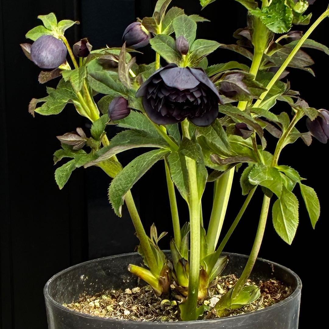 あ*号様 3573☘️蕾花付き☘️希少☘️極上☘️親株☘️⭐️黒⭐️多弁⭐️整形