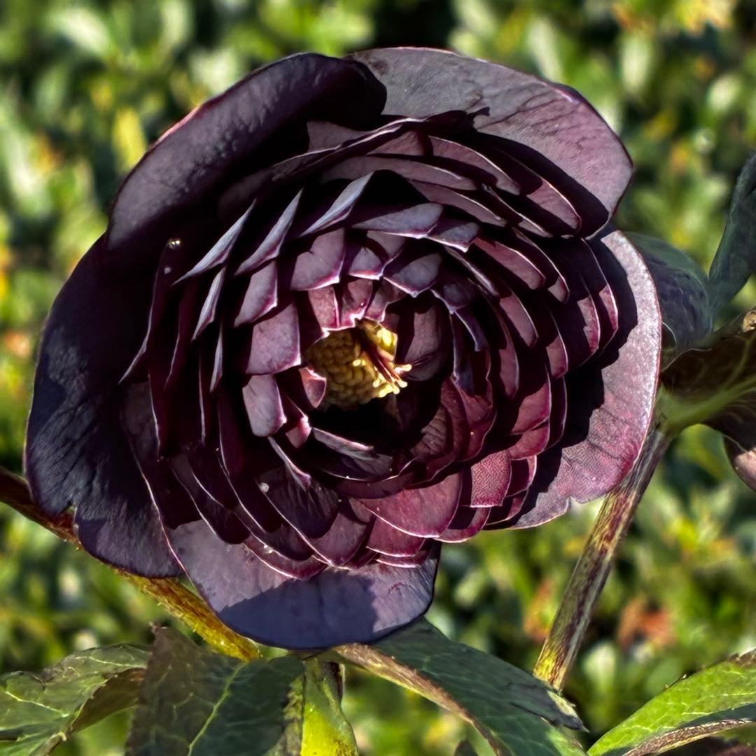 あ*号様 3573☘️蕾花付き☘️希少☘️極上☘️親株☘️⭐️黒⭐️多弁⭐️整形