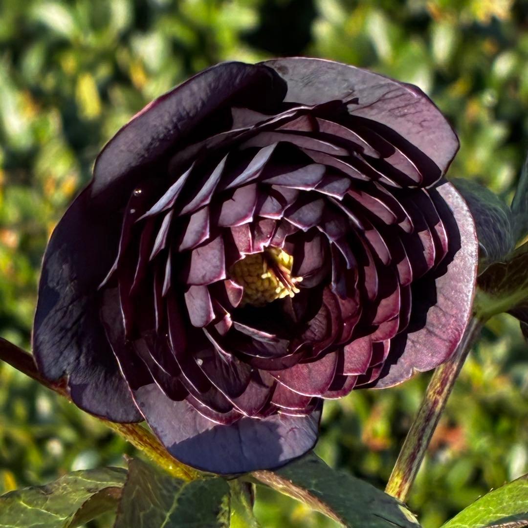 あ*号様 3573☘️蕾花付き☘️希少☘️極上☘️親株☘️⭐️黒⭐️多弁⭐️整形