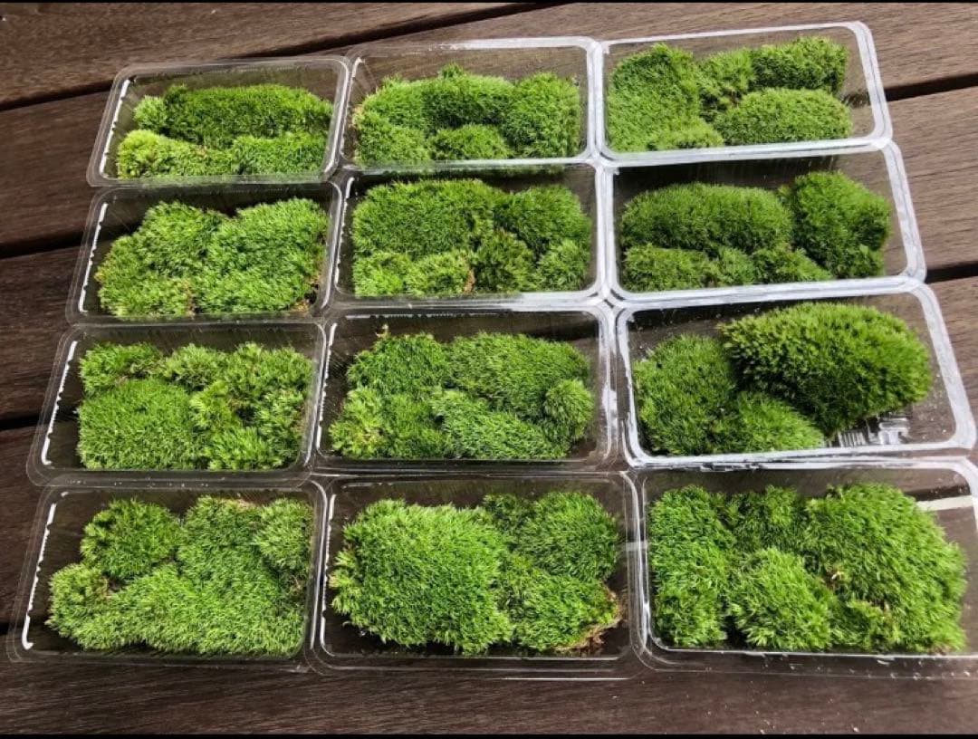 『ホソバオキナゴケ』3パック　山苔　テラリウムに最適