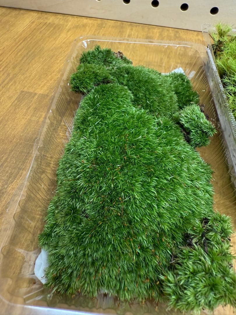 『ホソバオキナゴケ』3パック　山苔　テラリウムに最適