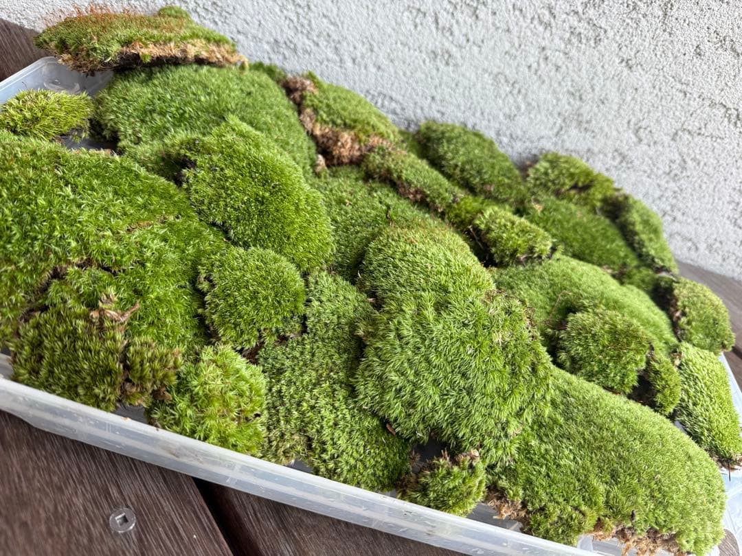 『ホソバオキナゴケ』3パック　山苔　テラリウムに最適