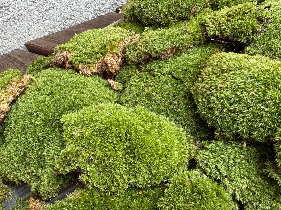 『ホソバオキナゴケ』3パック　山苔　テラリウムに最適