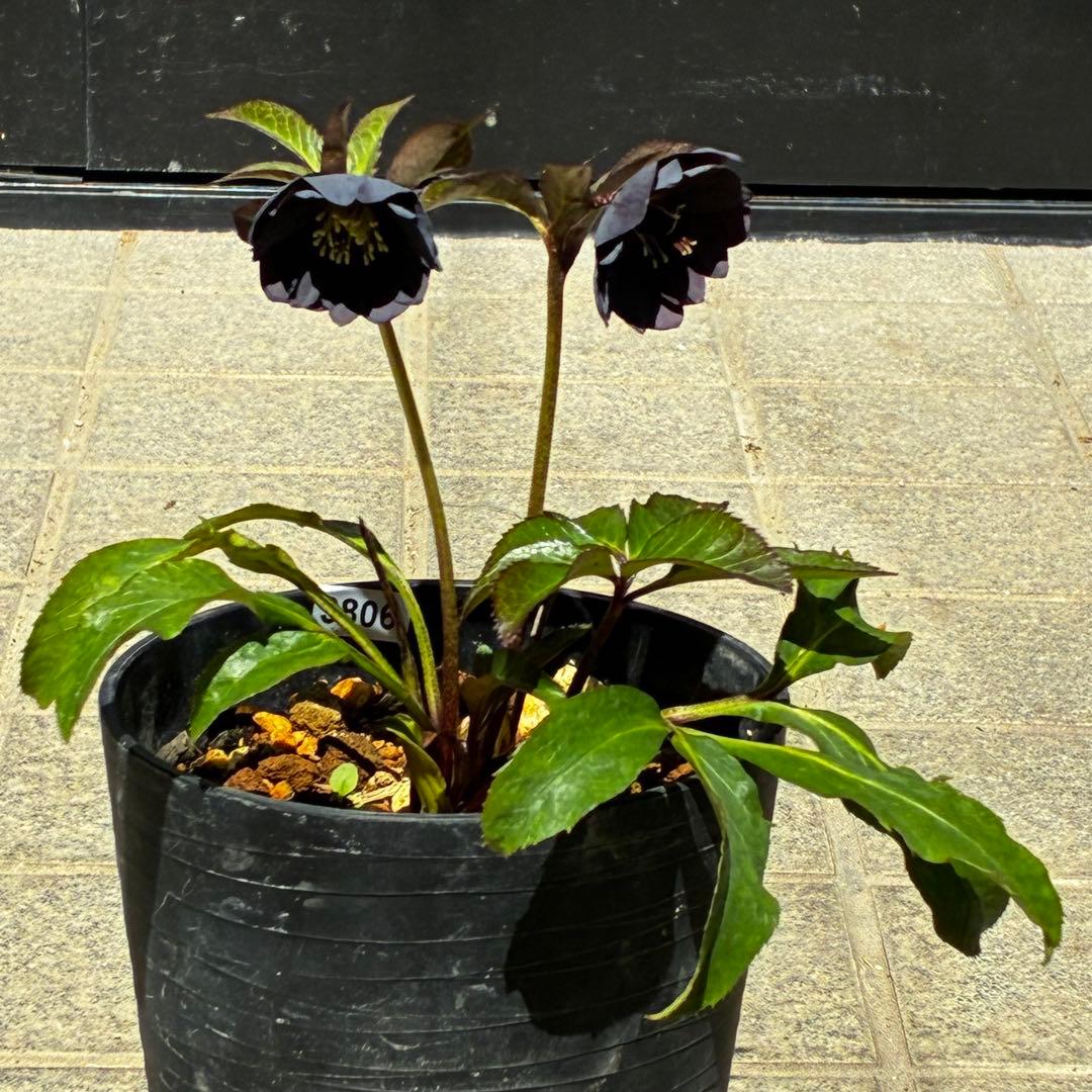 3806☘️1年間管理株☘️⭐️超小輪⭐️チビチビ⭐️ダーク系⭐️広瀬園芸⭐️