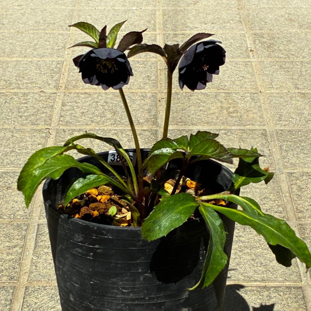 3806☘️1年間管理株☘️⭐️超小輪⭐️チビチビ⭐️ダーク系⭐️広瀬園芸⭐️