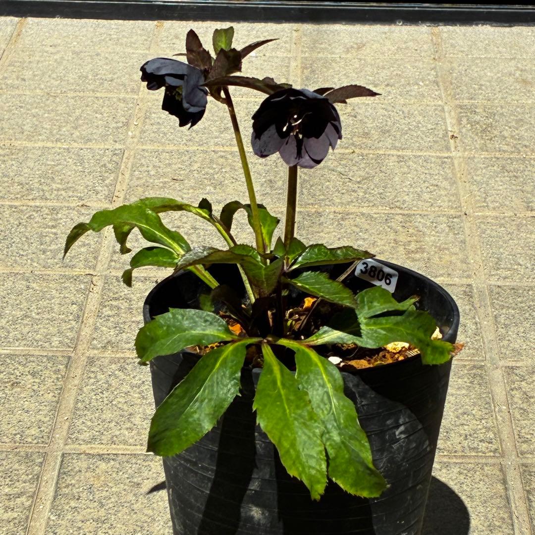 3806☘️1年間管理株☘️⭐️超小輪⭐️チビチビ⭐️ダーク系⭐️広瀬園芸⭐️