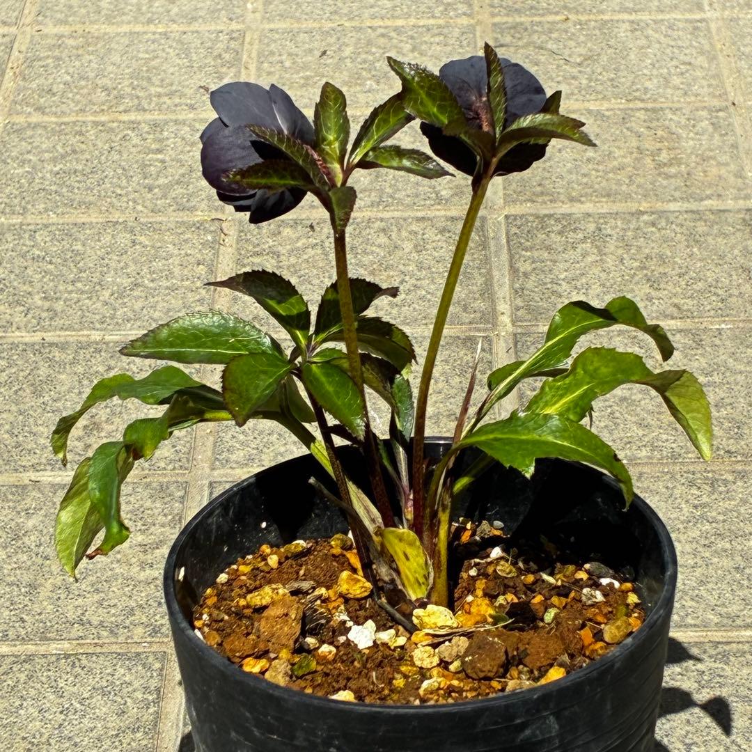 3806☘️1年間管理株☘️⭐️超小輪⭐️チビチビ⭐️ダーク系⭐️広瀬園芸⭐️