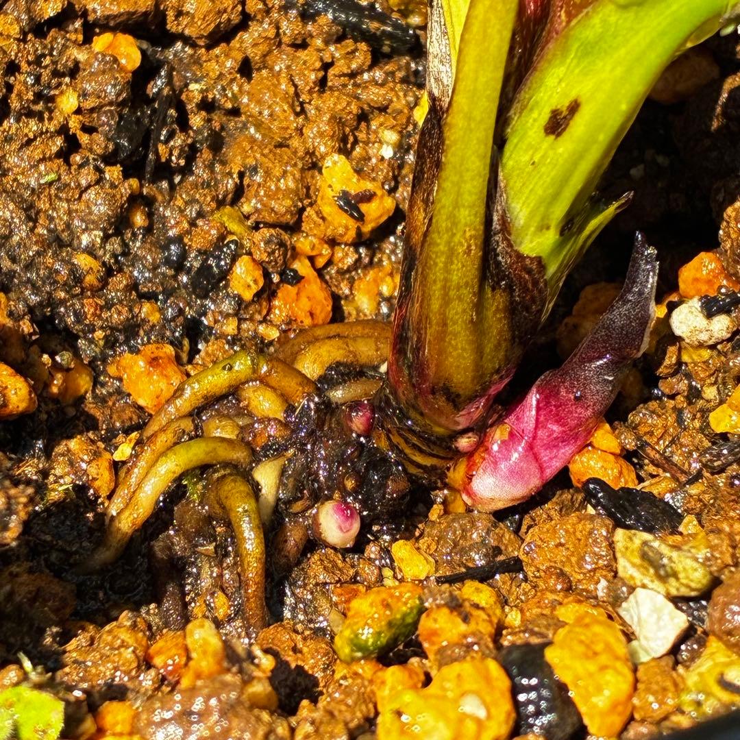 3806☘️1年間管理株☘️⭐️超小輪⭐️チビチビ⭐️ダーク系⭐️広瀬園芸⭐️