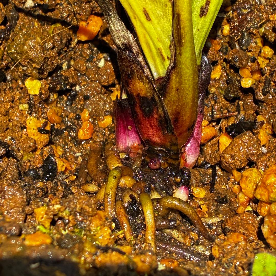 3806☘️1年間管理株☘️⭐️超小輪⭐️チビチビ⭐️ダーク系⭐️広瀬園芸⭐️