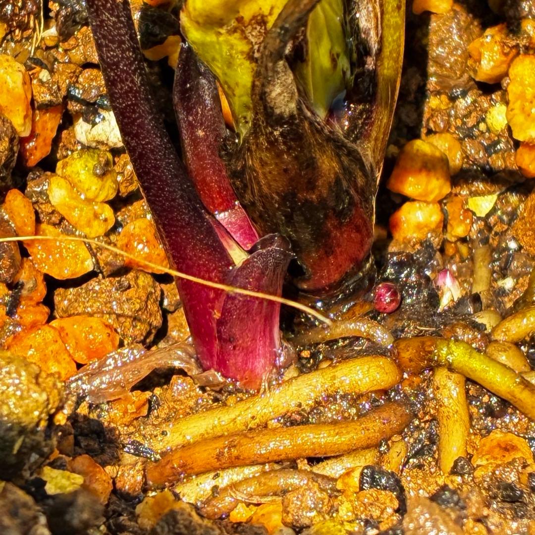 3806☘️1年間管理株☘️⭐️超小輪⭐️チビチビ⭐️ダーク系⭐️広瀬園芸⭐️