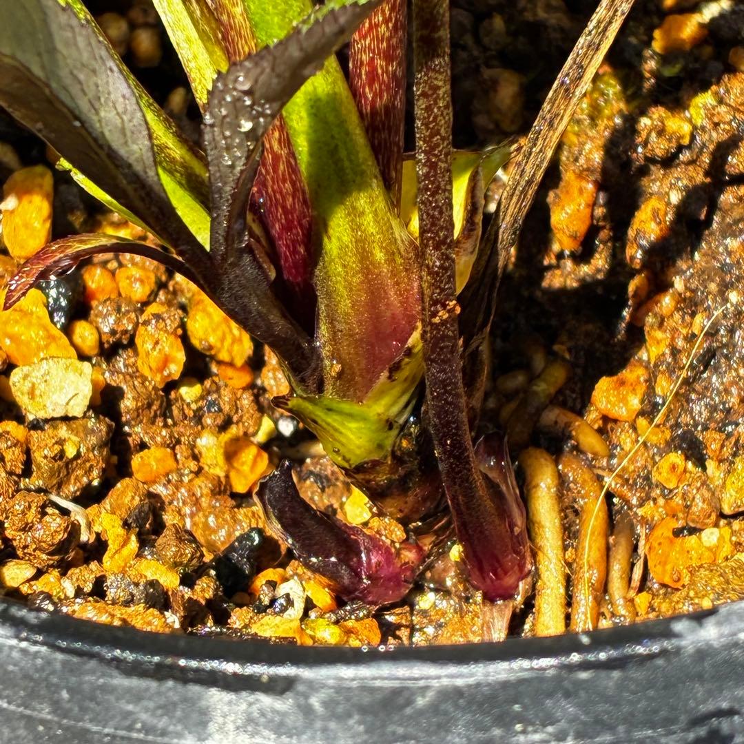 3806☘️1年間管理株☘️⭐️超小輪⭐️チビチビ⭐️ダーク系⭐️広瀬園芸⭐️