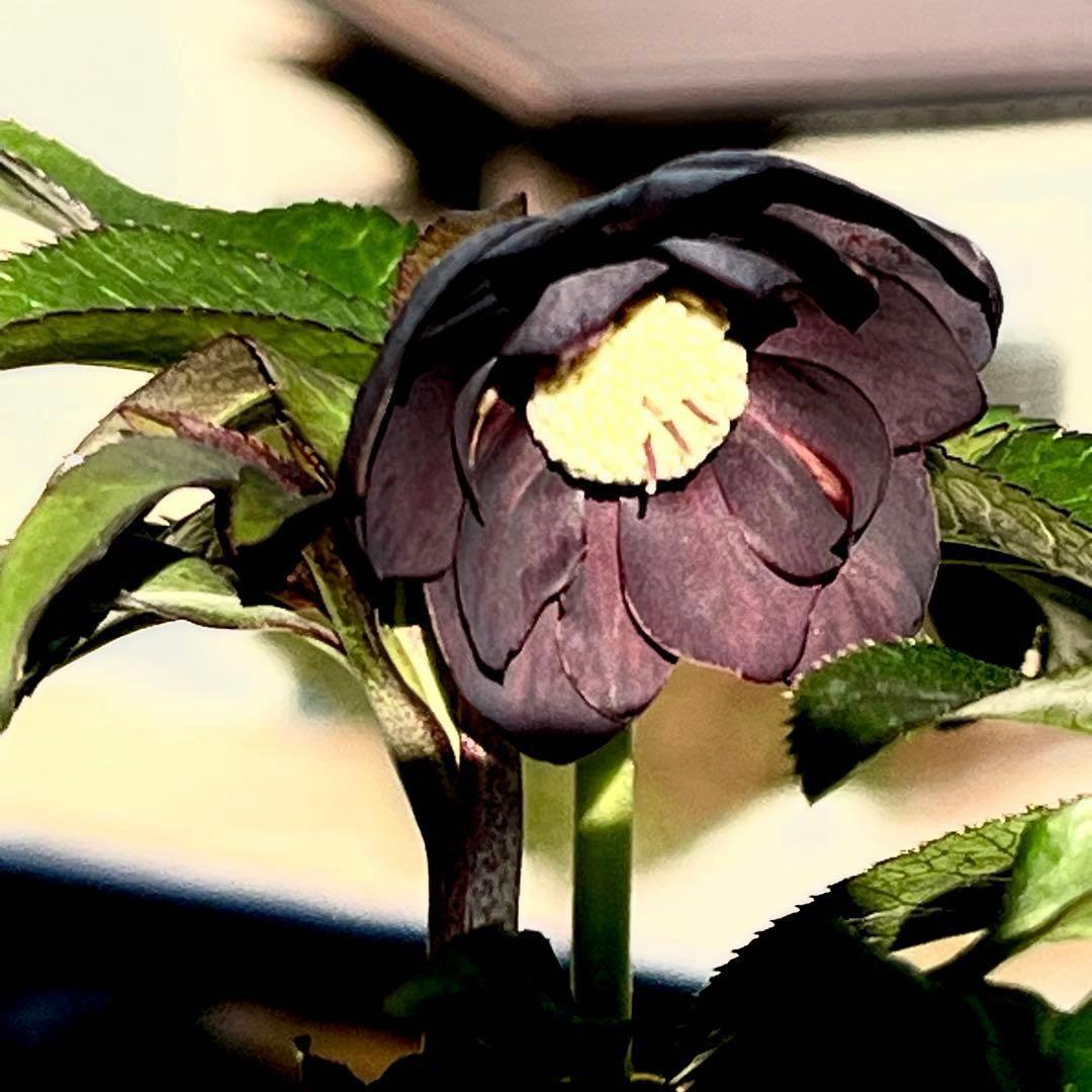 3806☘️1年間管理株☘️⭐️超小輪⭐️チビチビ⭐️ダーク系⭐️広瀬園芸⭐️