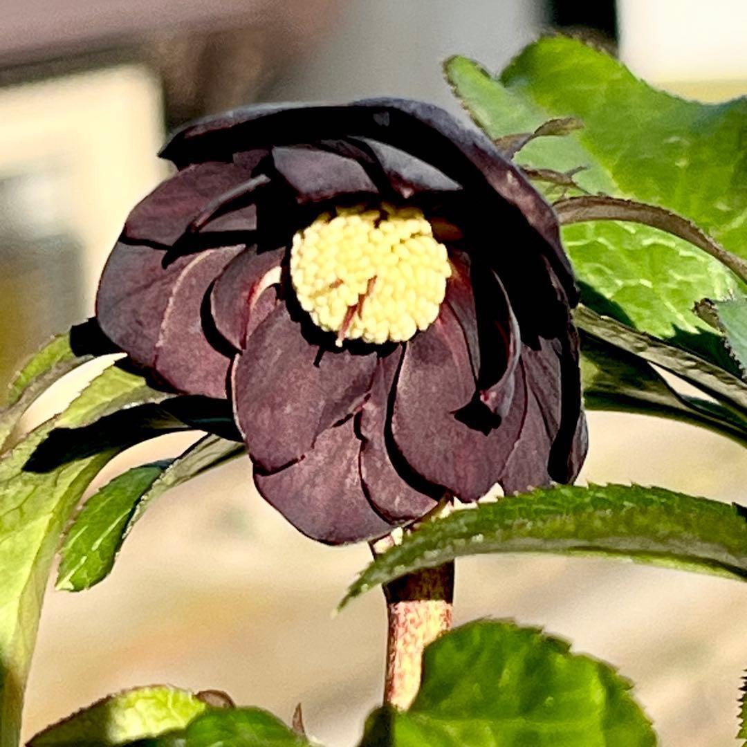 3806☘️1年間管理株☘️⭐️超小輪⭐️チビチビ⭐️ダーク系⭐️広瀬園芸⭐️