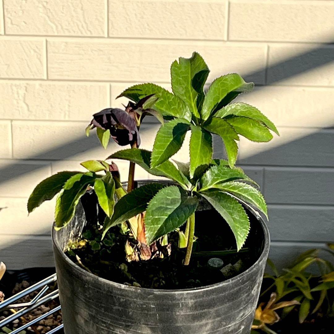 3806☘️1年間管理株☘️⭐️超小輪⭐️チビチビ⭐️ダーク系⭐️広瀬園芸⭐️