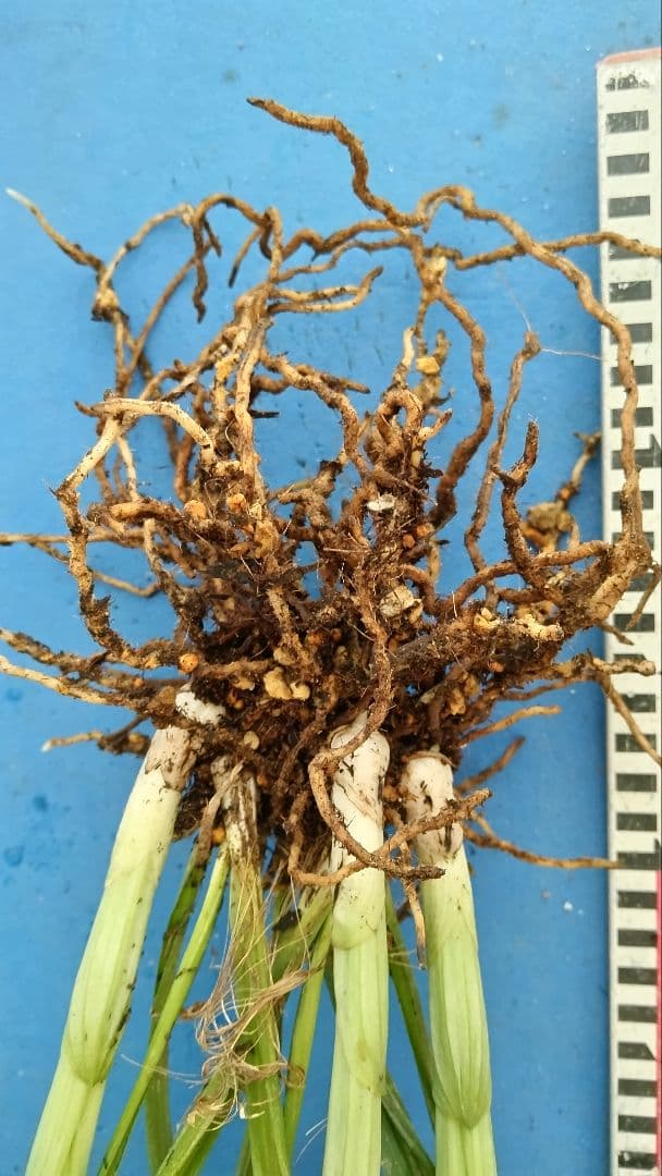 エビネラン、登録銘品日向成木株物花芽付き、花芽3芽、ヒゼン