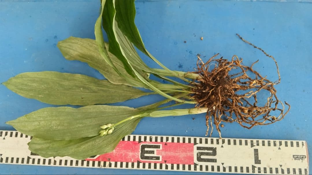 エビネラン、登録銘品日向成木株物花芽付き、花芽3芽、ヒゼン