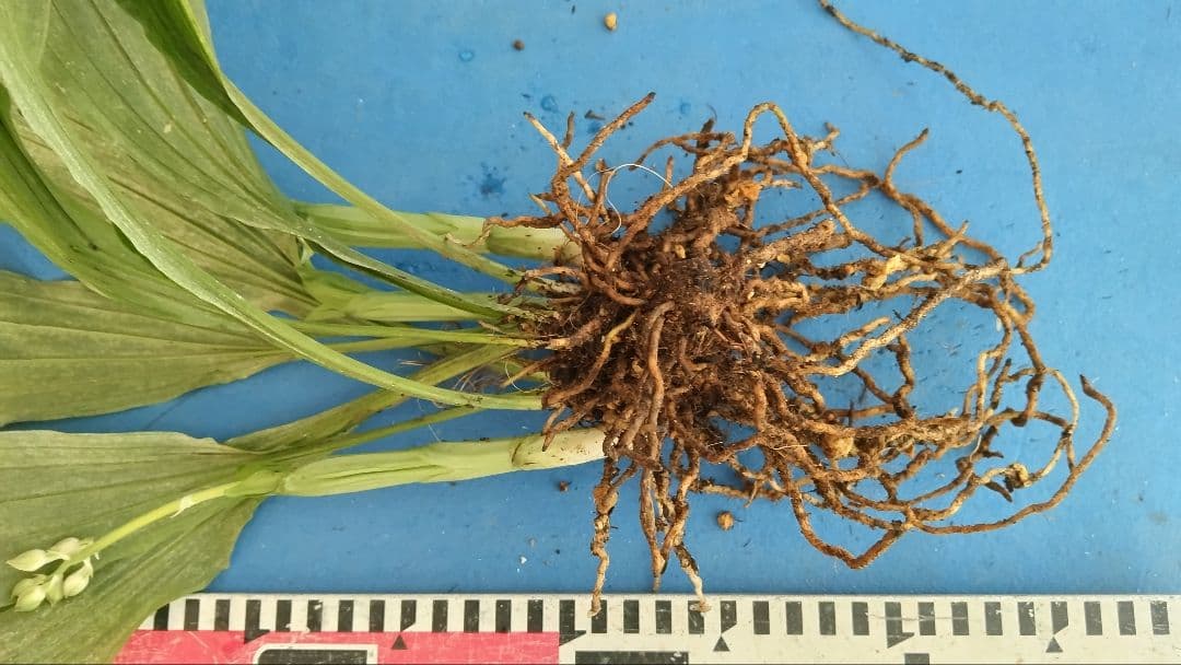 エビネラン、登録銘品日向成木株物花芽付き、花芽3芽、ヒゼン