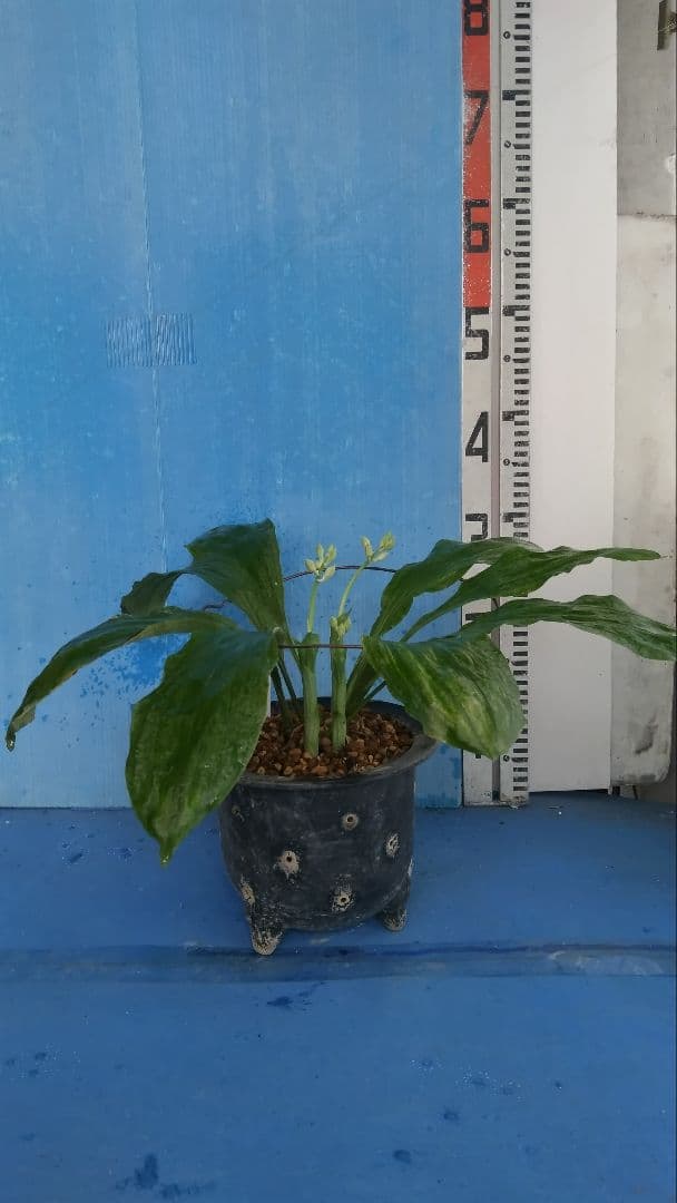 エビネラン、登録銘品日向成木株物花芽付き、花芽3芽、ヒゼン