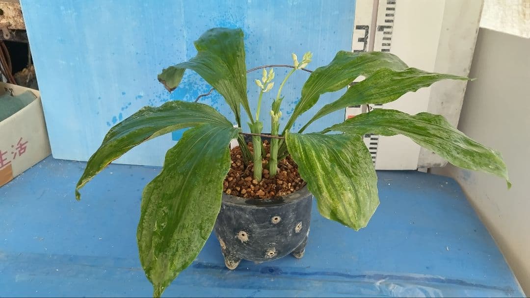 エビネラン、登録銘品日向成木株物花芽付き、花芽3芽、ヒゼン