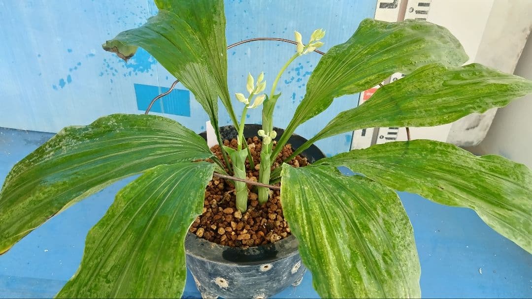 エビネラン、登録銘品日向成木株物花芽付き、花芽3芽、ヒゼン