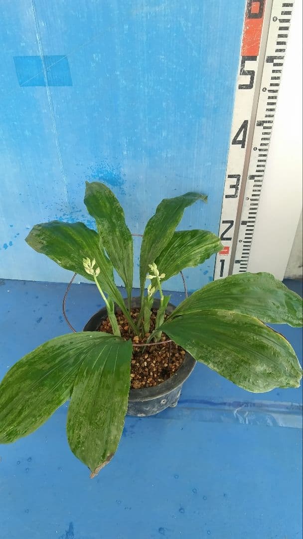 エビネラン、登録銘品日向成木株物花芽付き、花芽3芽、ヒゼン