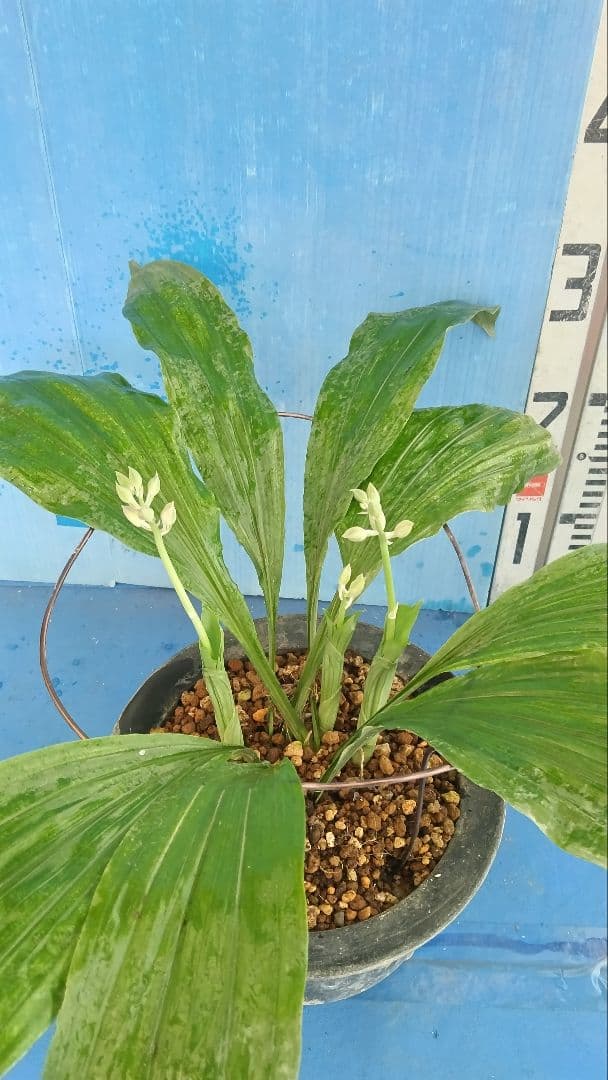 エビネラン、登録銘品日向成木株物花芽付き、花芽3芽、ヒゼン