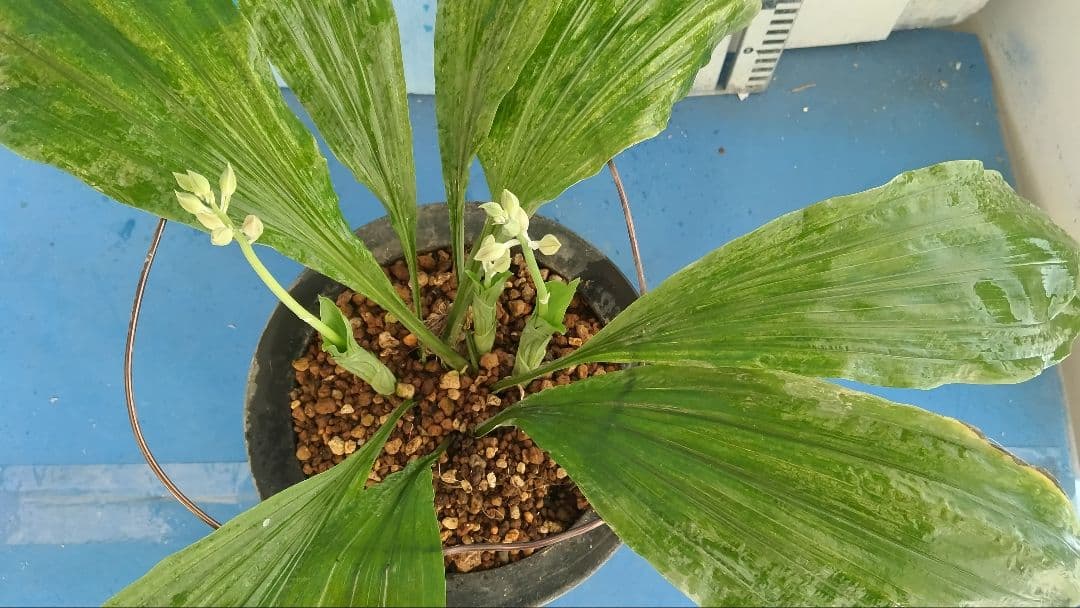 エビネラン、登録銘品日向成木株物花芽付き、花芽3芽、ヒゼン