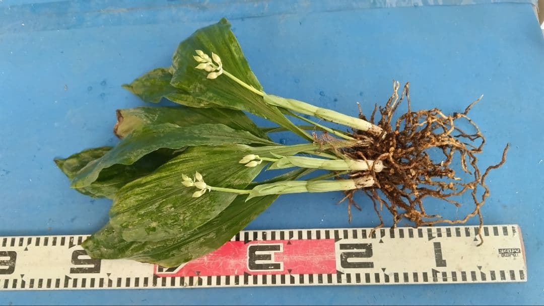 エビネラン、登録銘品日向成木株物花芽付き、花芽3芽、ヒゼン