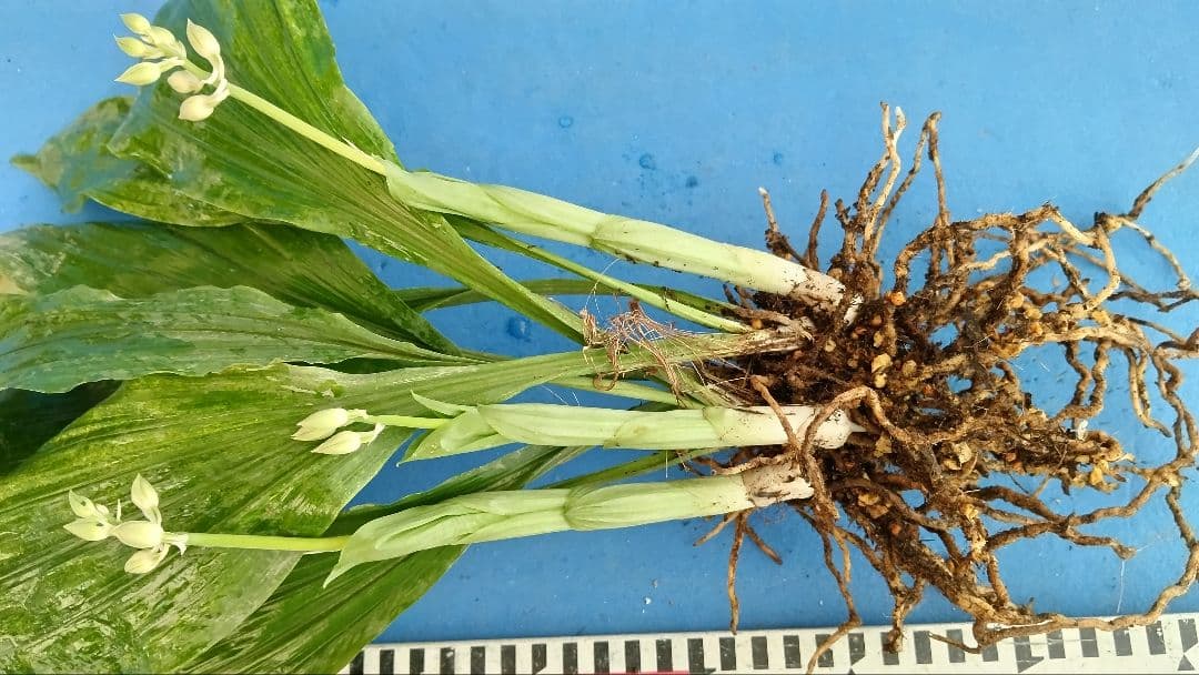 エビネラン、登録銘品日向成木株物花芽付き、花芽3芽、ヒゼン