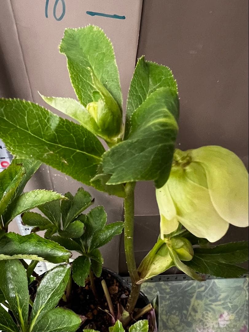 クリスマスローズ多弁開花株　セット❷