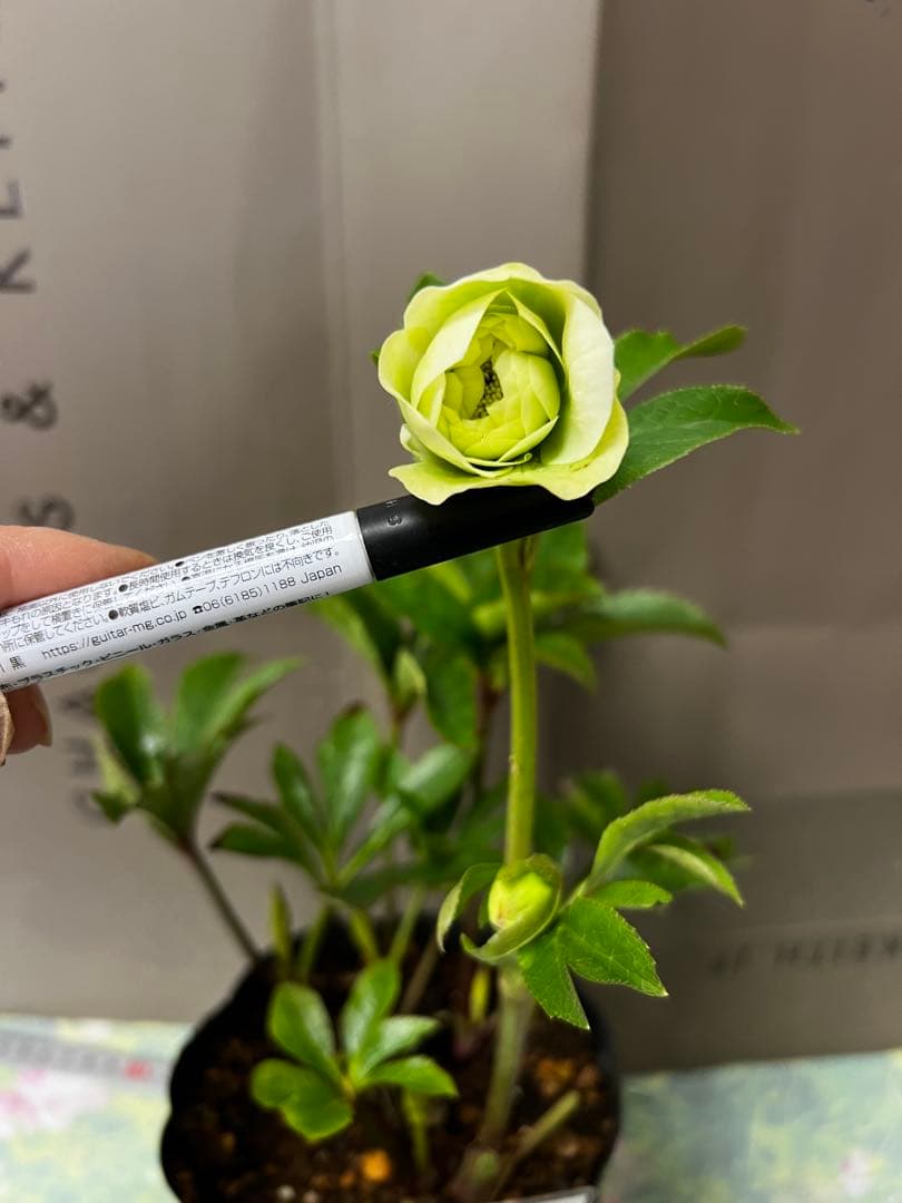 クリスマスローズ多弁開花株　セット❷