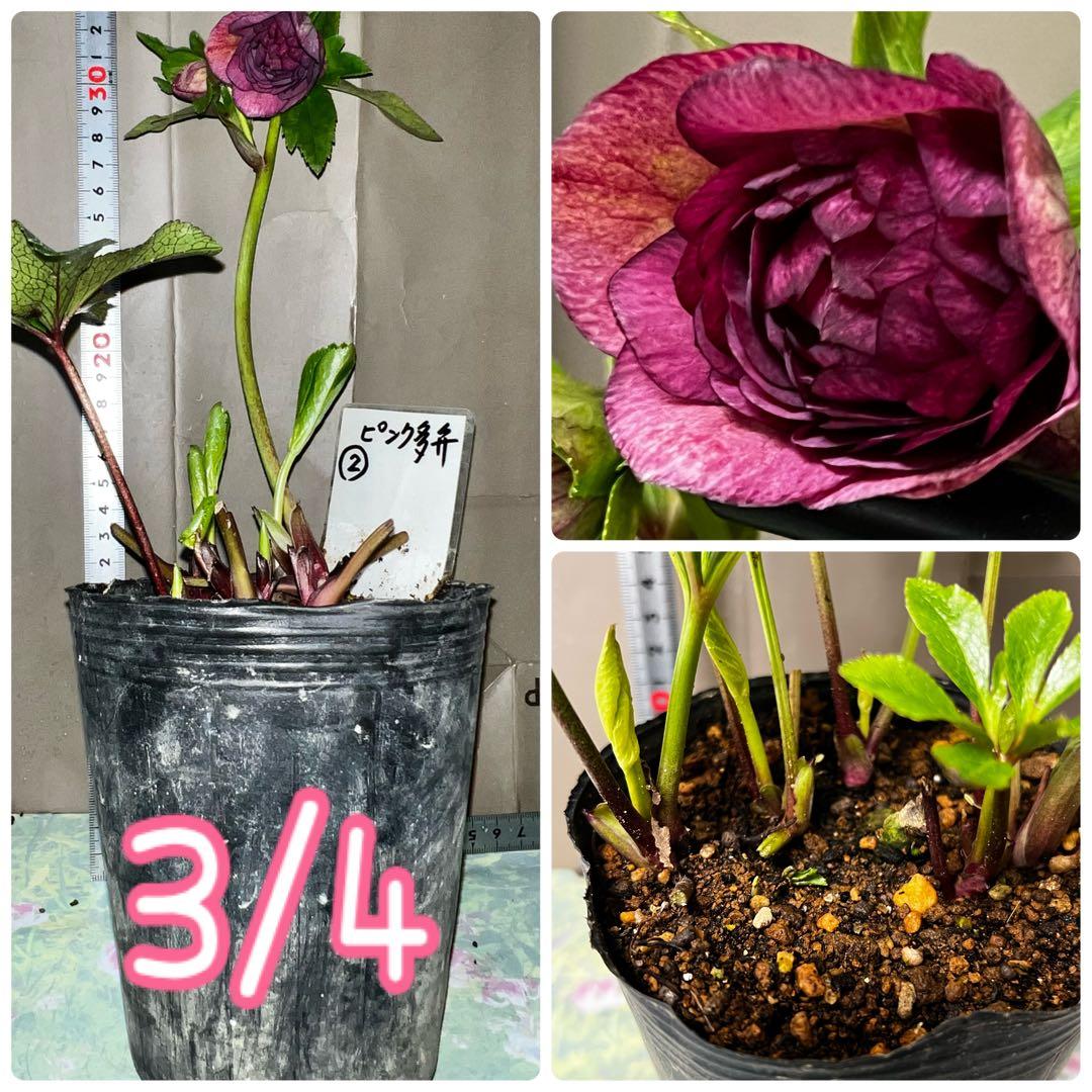 クリスマスローズ多弁開花株　セット❷