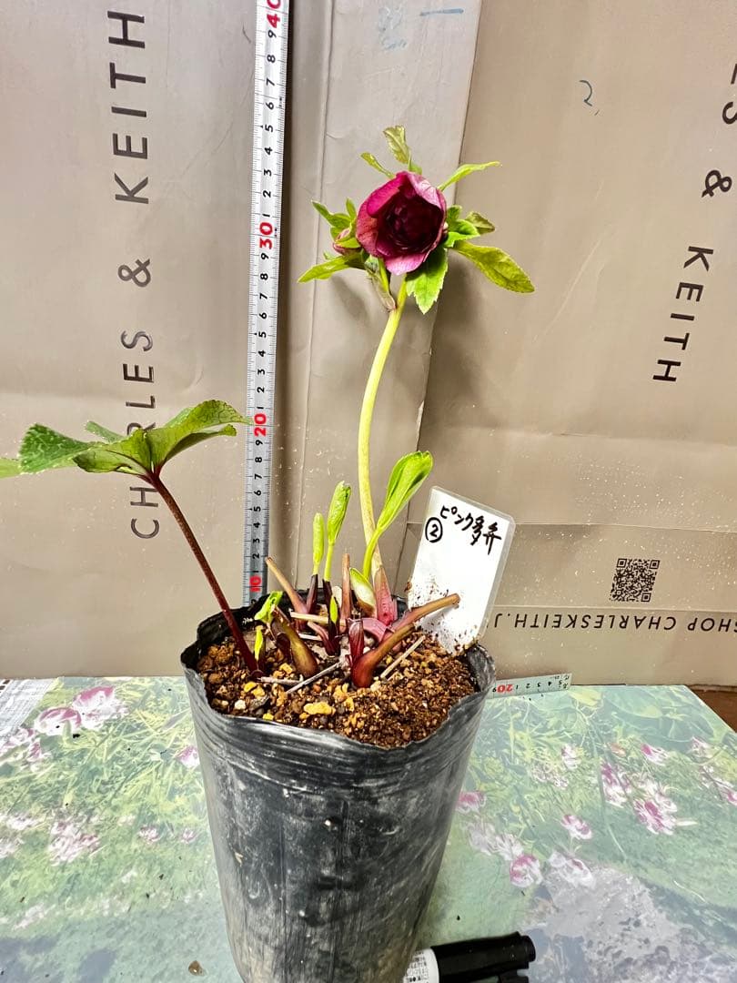 クリスマスローズ多弁開花株　セット❷