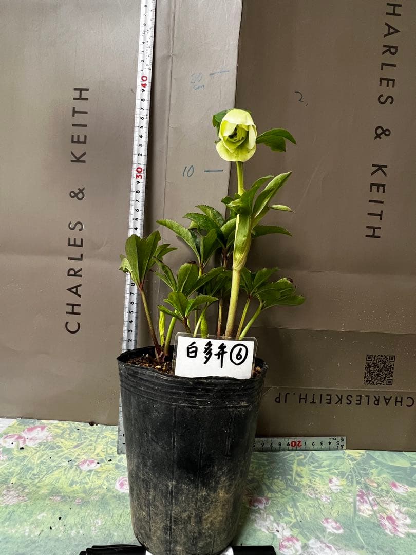 クリスマスローズ多弁開花株　セット❷