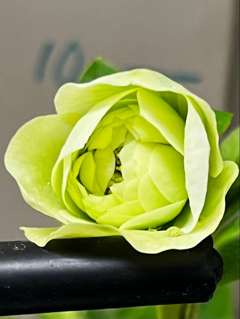 クリスマスローズ多弁開花株　セット❷