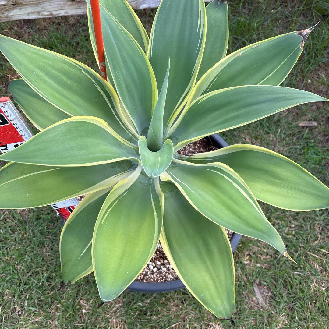 と*し様 アガベ　斑入り　アテナータ