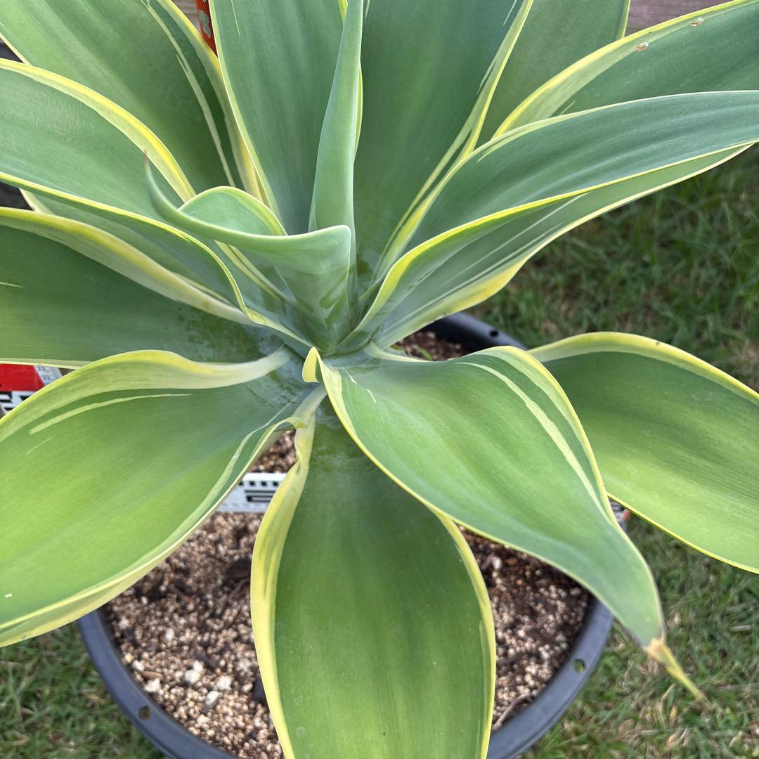と*し様 アガベ　斑入り　アテナータ
