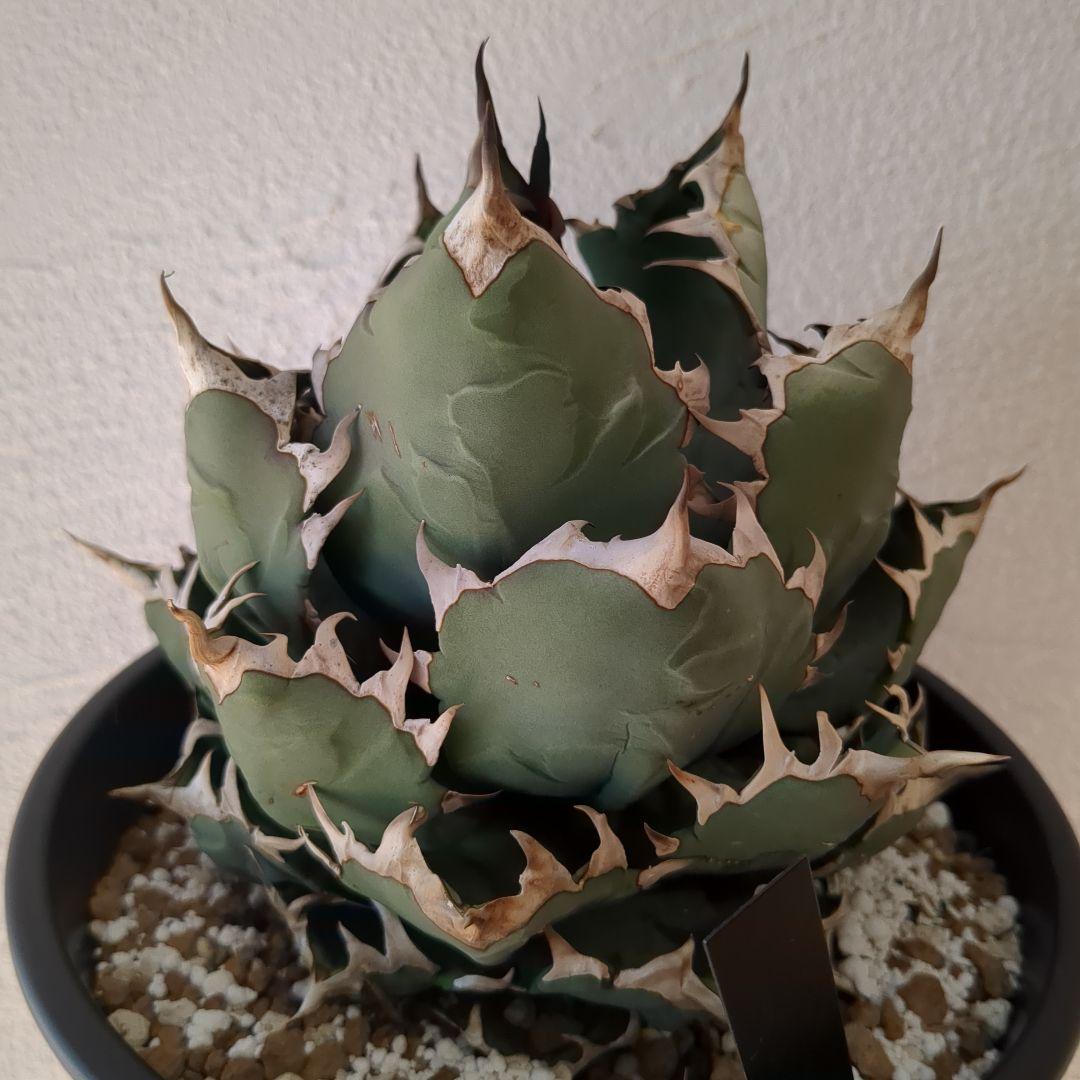 チタノタ　イラン株　ドワーフ