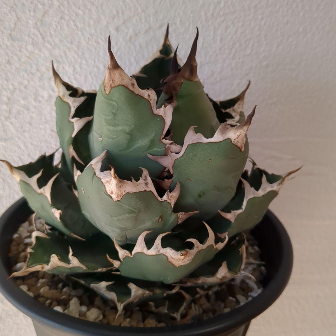 チタノタ　イラン株　ドワーフ