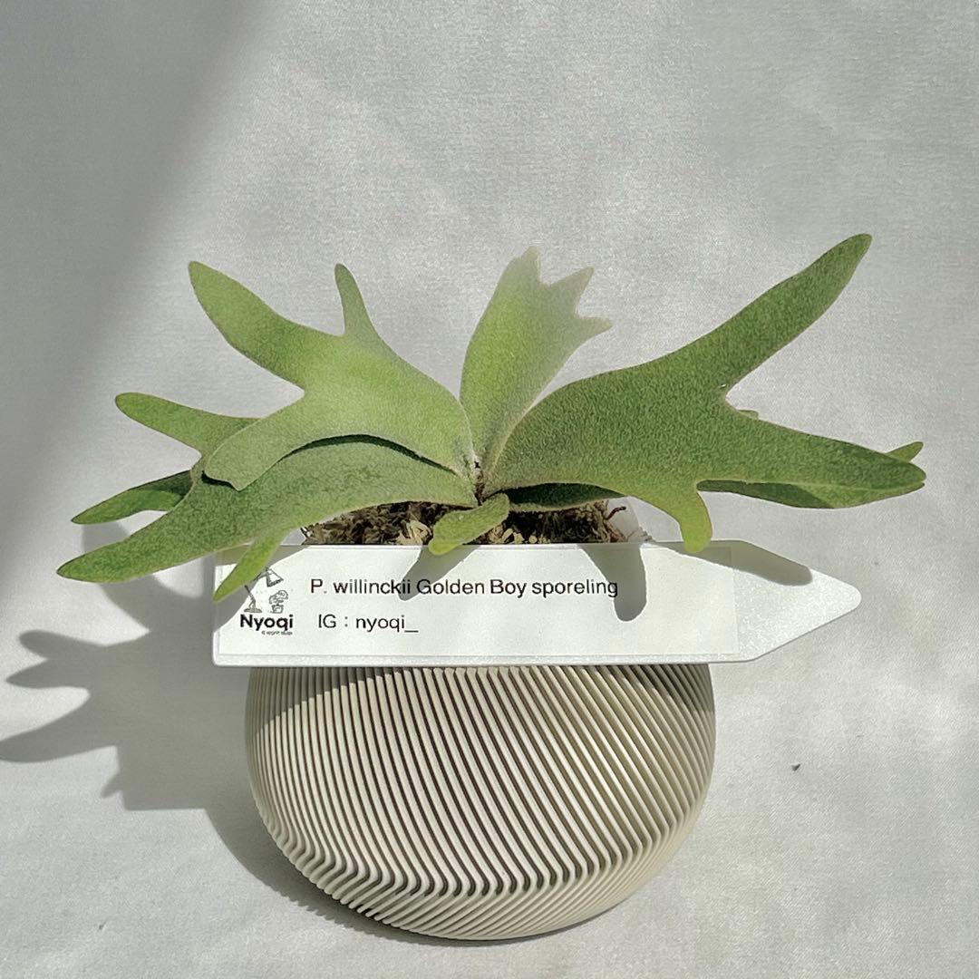 P. wilinckii Golden Boy spore【96】