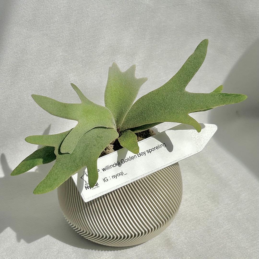 P. wilinckii Golden Boy spore【96】